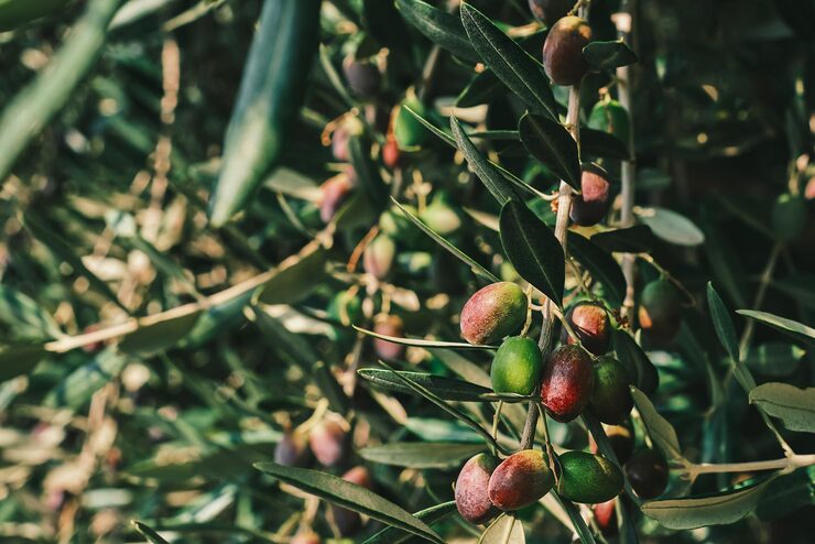 How to Grow Your Own Olive Garden at Home: A Beginner’s Guide to Olive Trees olive garden