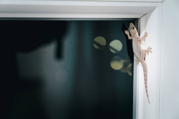 How to Remove Lizard from Home | Natural Home Remedies & Safe Control Tips how to remove lizard from home